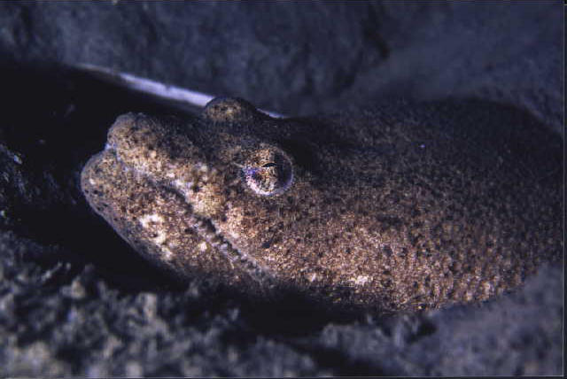 Brachysomophis porphyreus